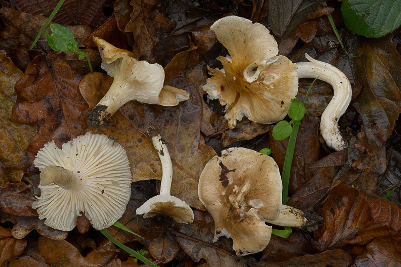 Hygrophorus arbustivus
